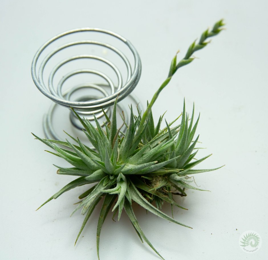 Tillandsia Bandensis