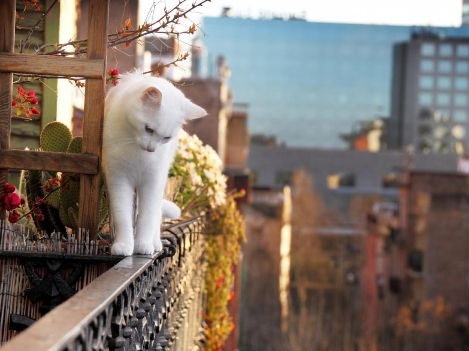 Кот на перилах балкона