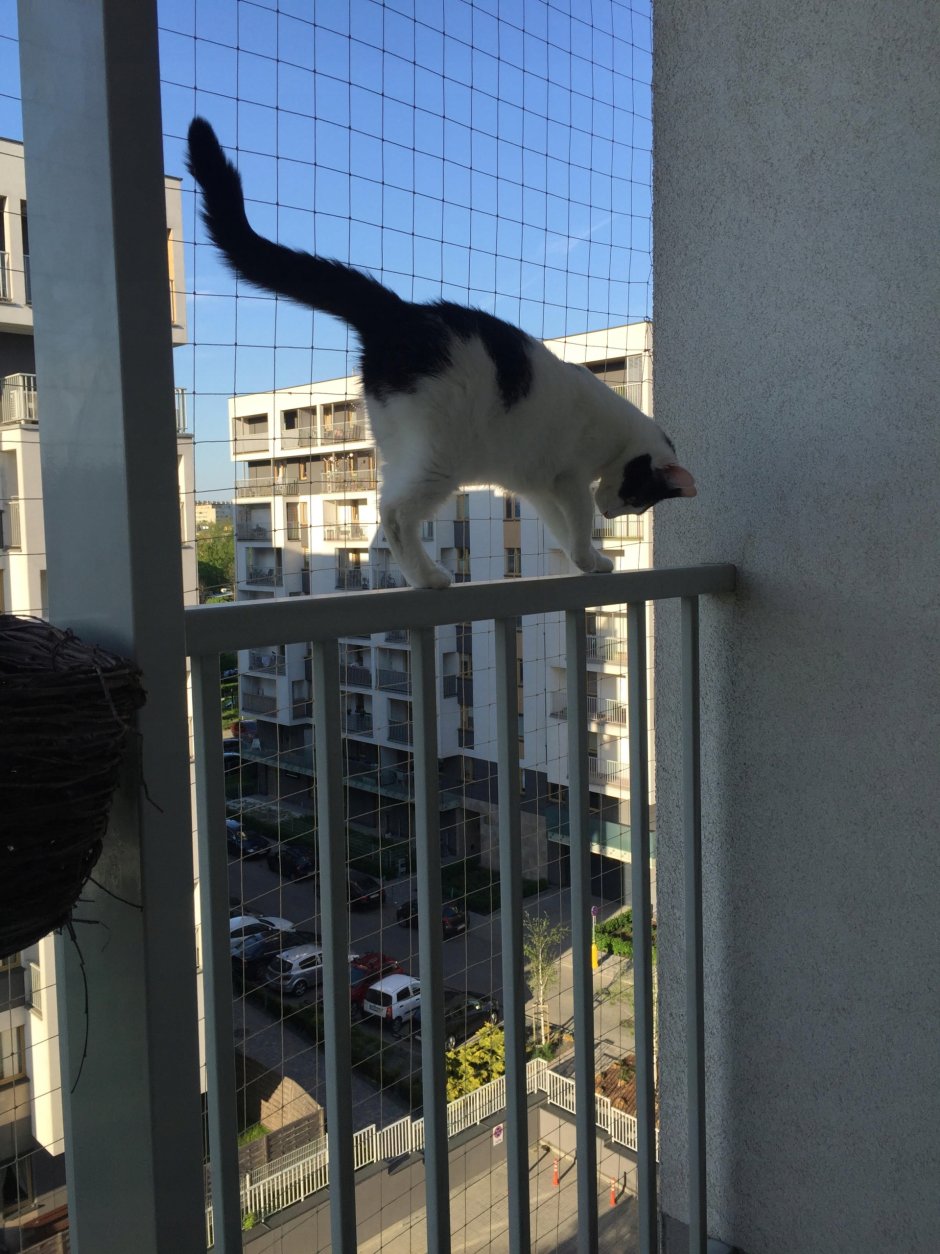 Сетка для кота на окно