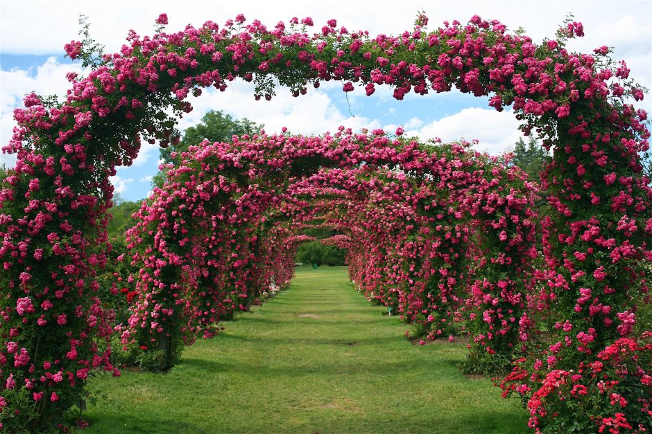 Elizabeth Park Rose Garden, США