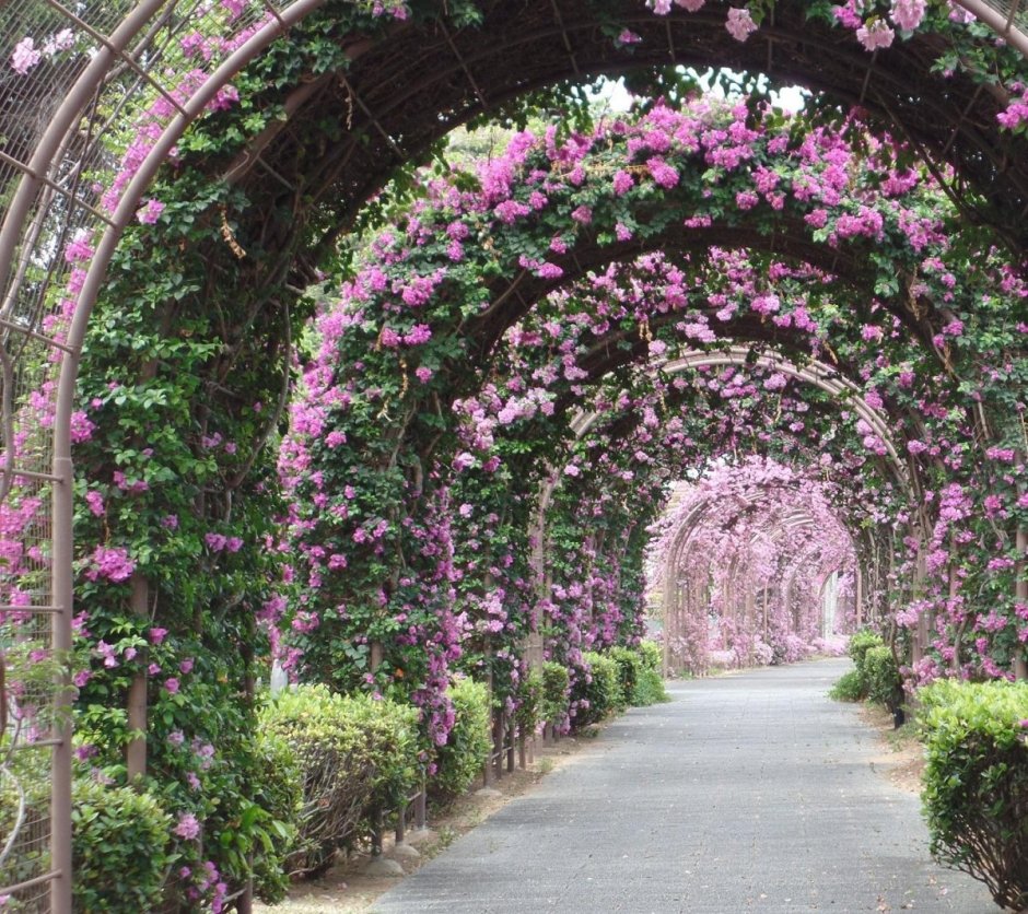 Красивая арка с цветами на природе