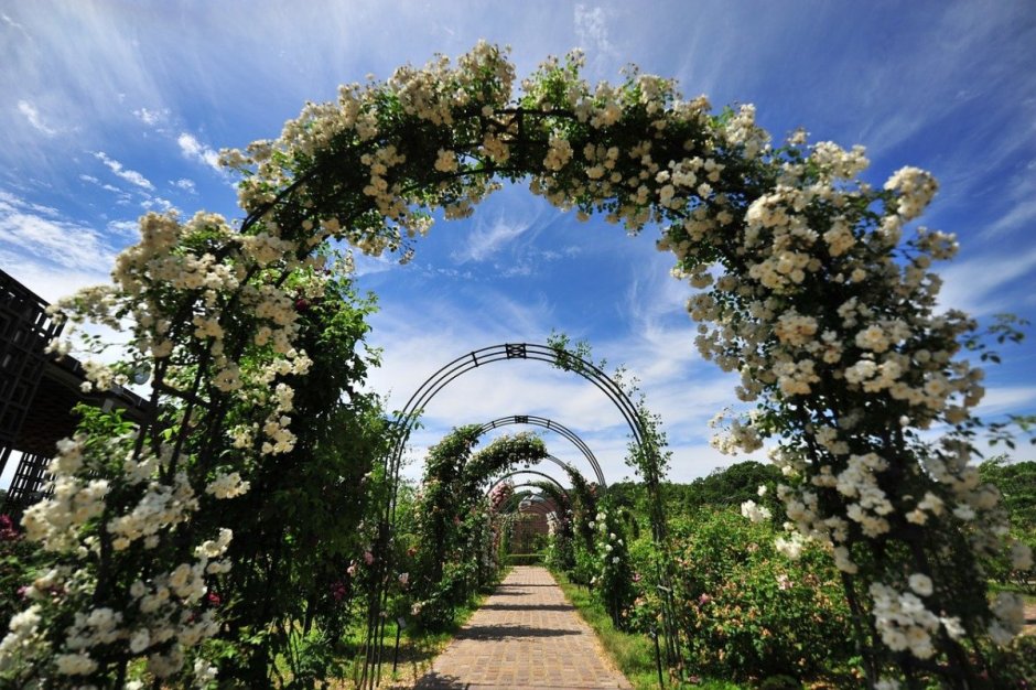 Свадебная арка Живая изгородь
