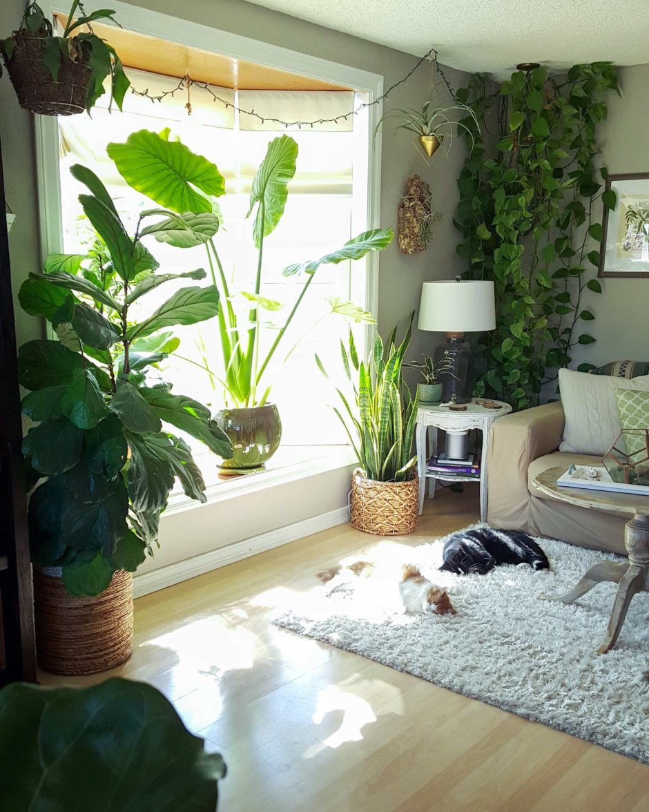Интерьер комнаты с комнатными растениями