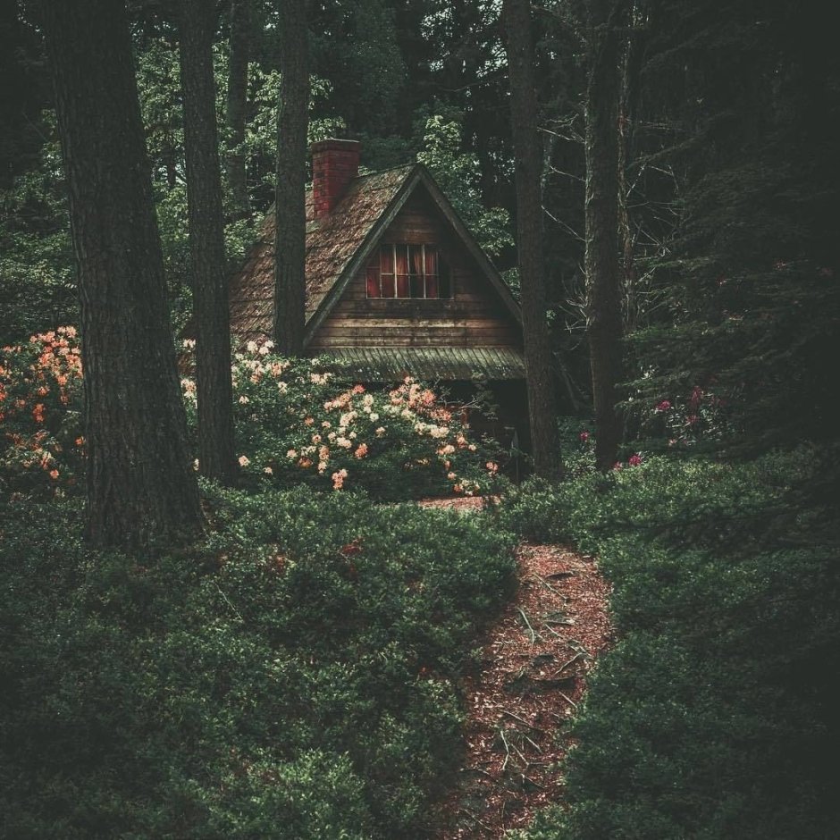 Дом в лесу эстетика