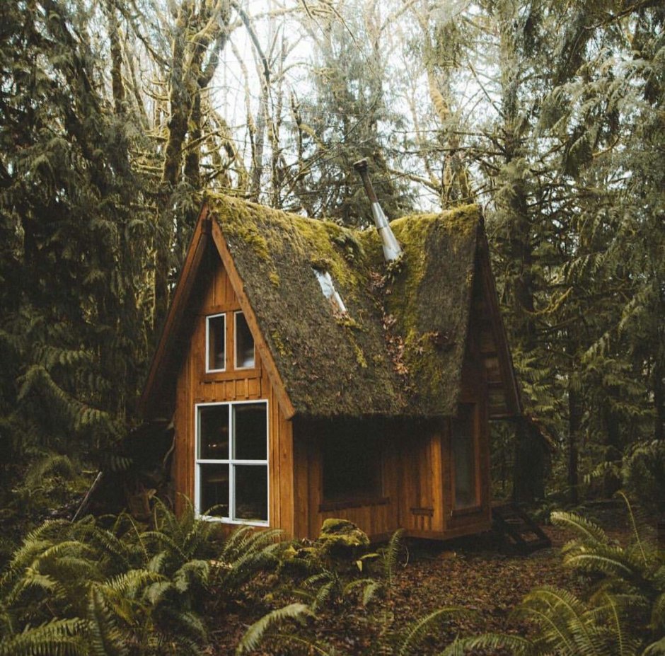 Forest House Хижина в лесу