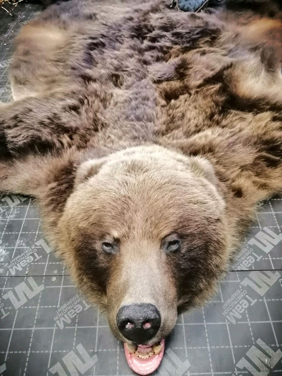 Ковер из медведя