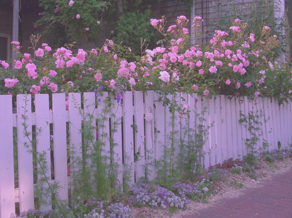 Розы в саду с белым забором