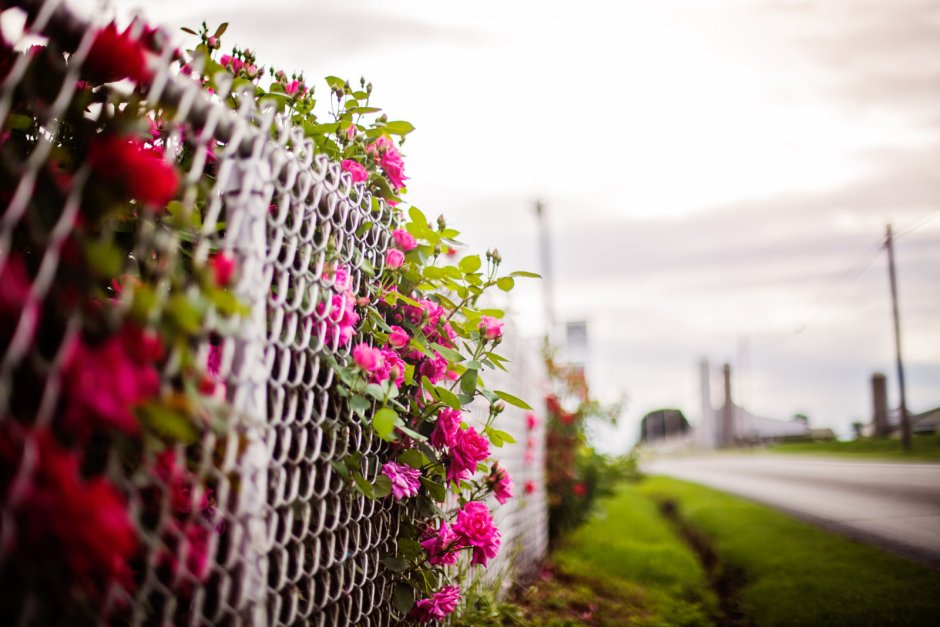 Забор в цветах