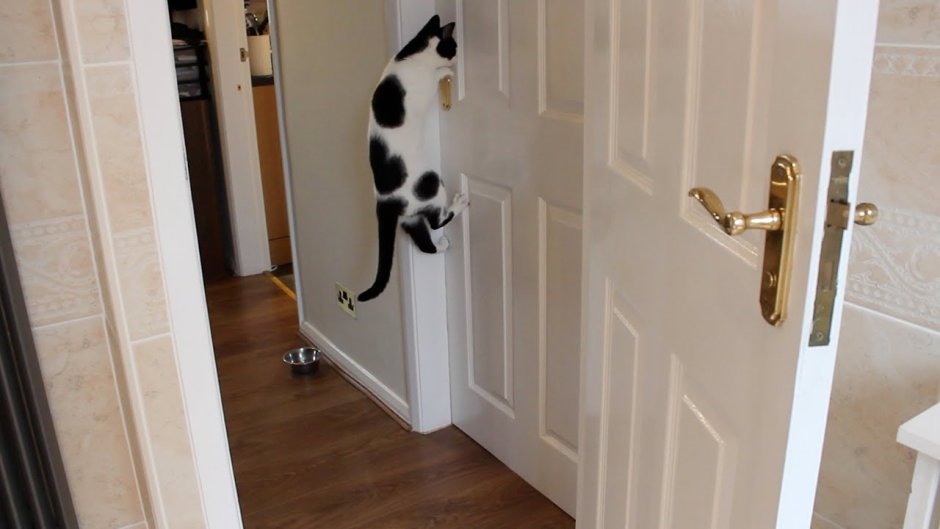 Кот открывает дверь