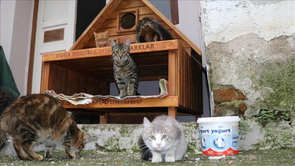 Кошачий дом в Турции