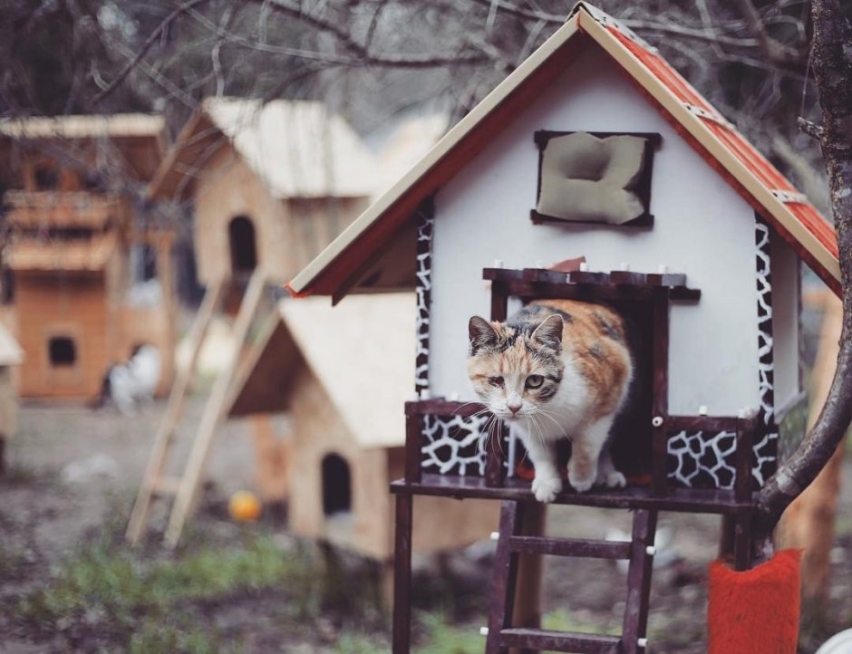 Турция домики для бродячих кошек