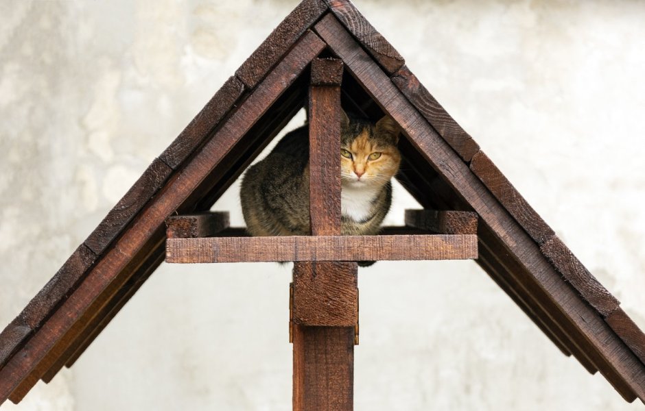 Cat House домик