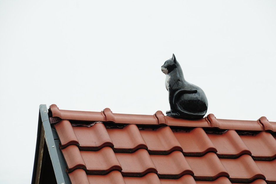 Кошки на крыше