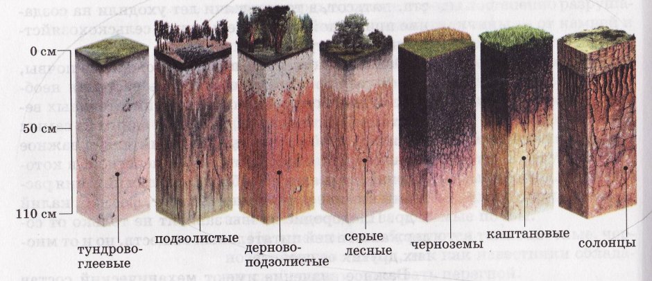 Подзолистые серые Лесные черноземы