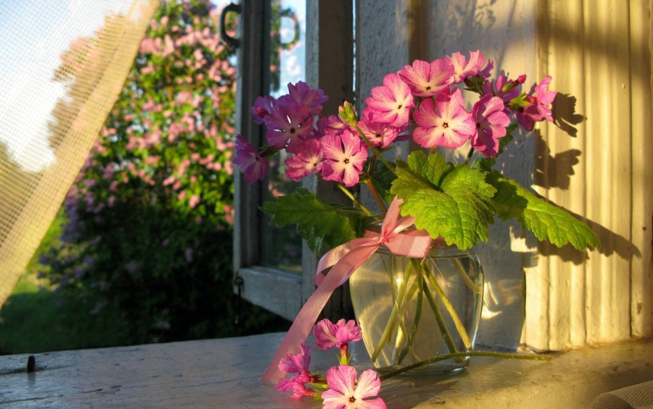 Красивые летние цветы на рабочий стол