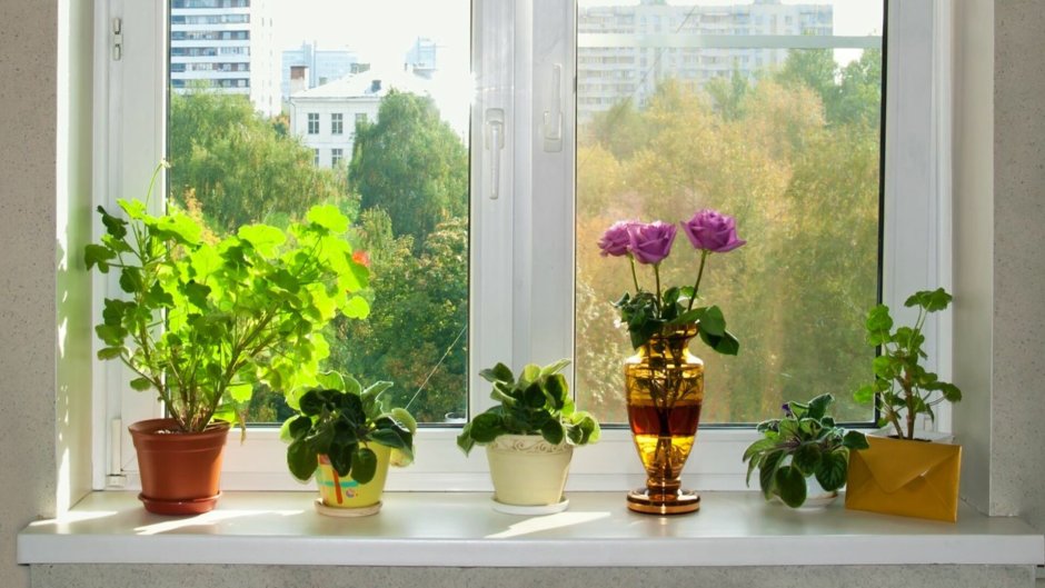 Растения для Южного окна