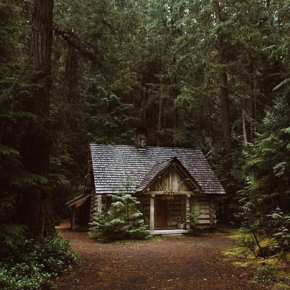 In the Cabin Woods Хижина в лесу Cabin
