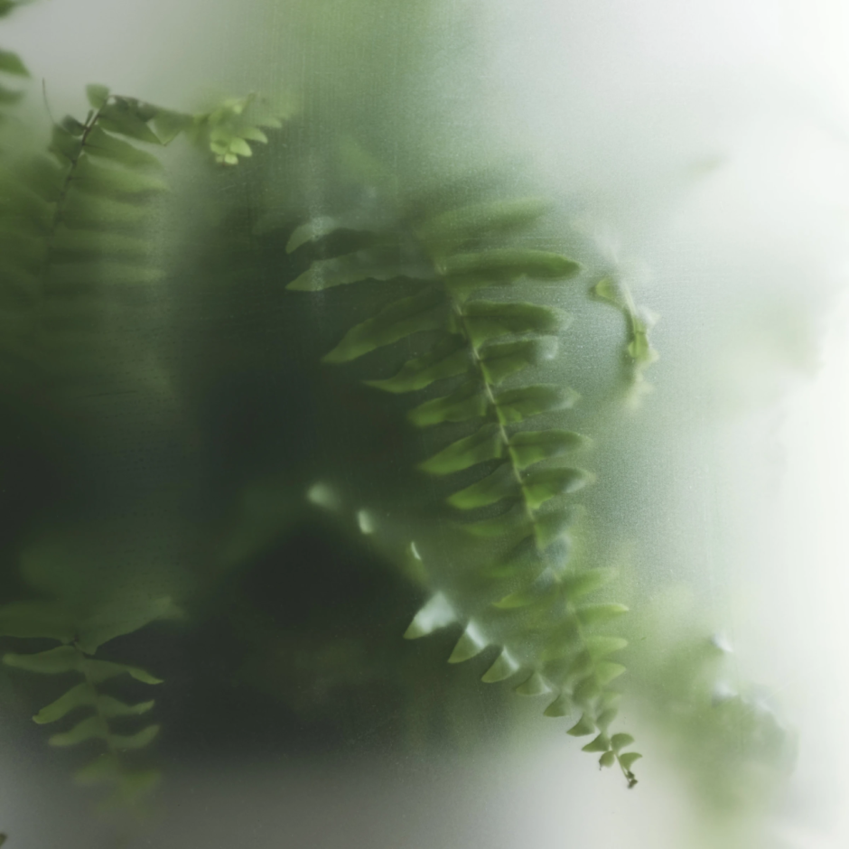 Plants through Frosted Glass