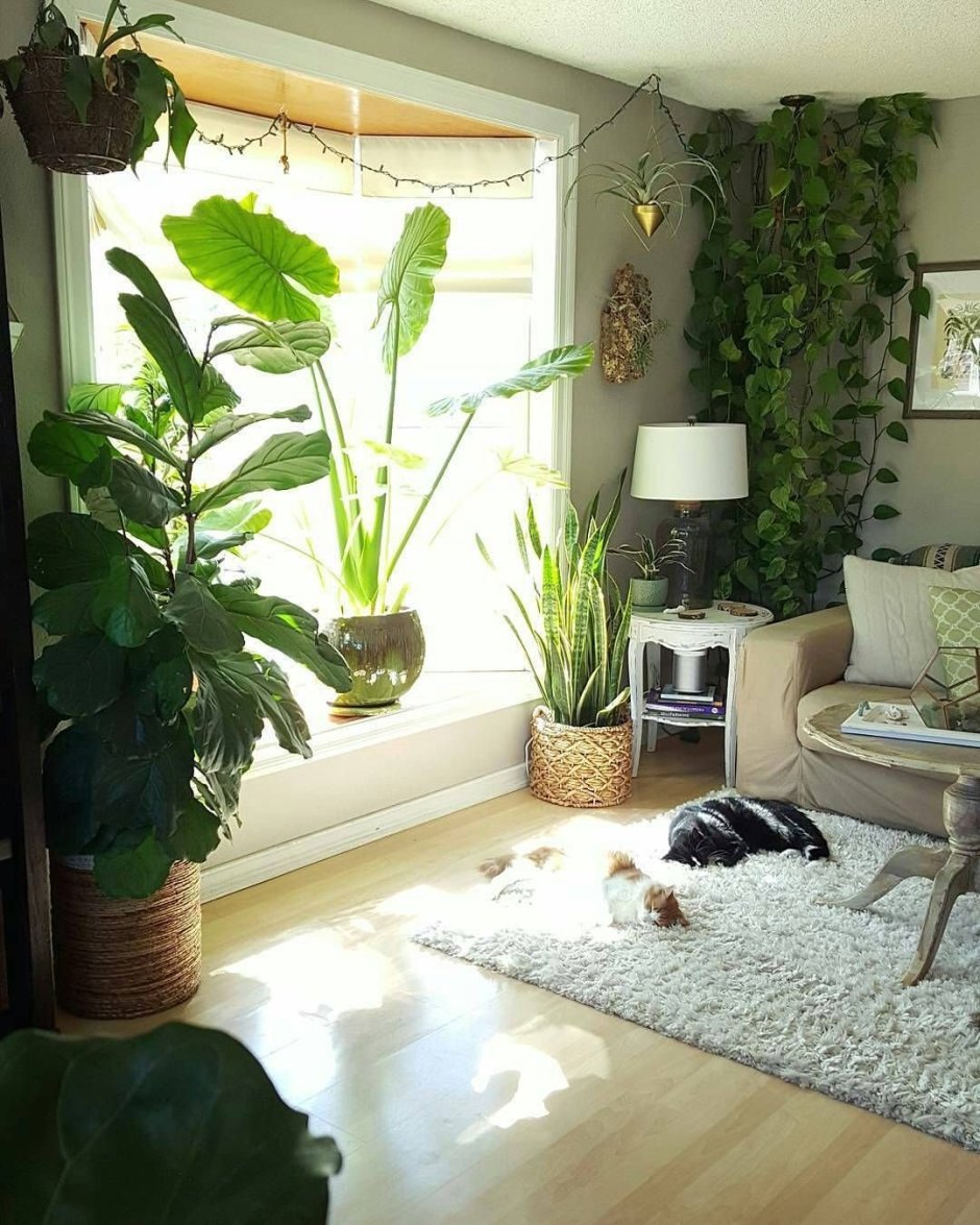 Интерьер комнаты с комнатными растениями