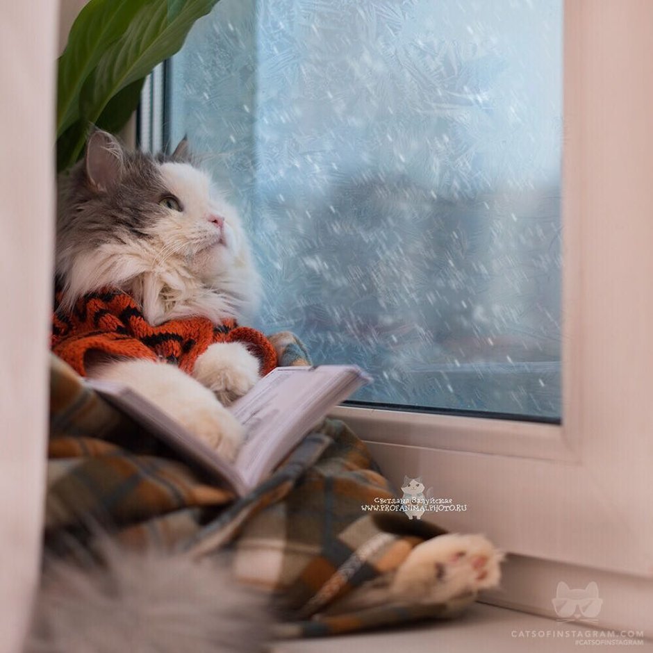 Кот в пледе у окна