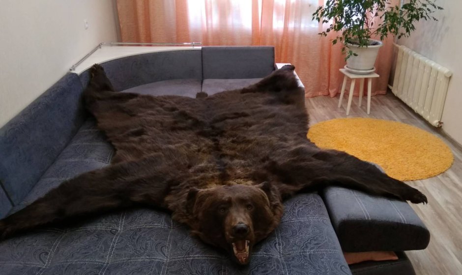 Ковер из медведя