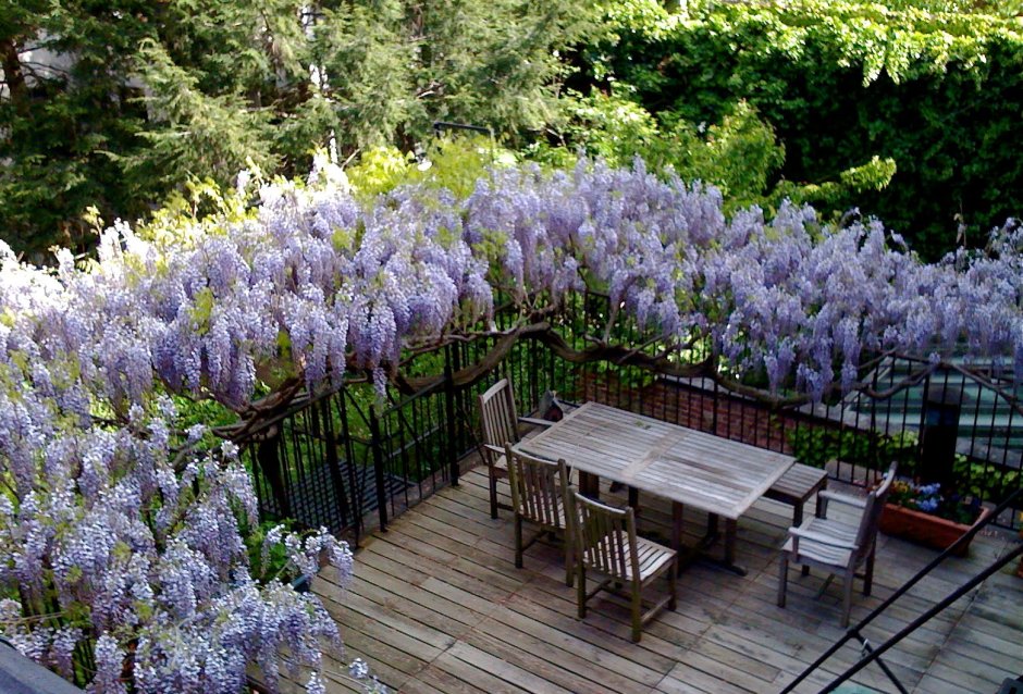 Wisteria floribunda забор