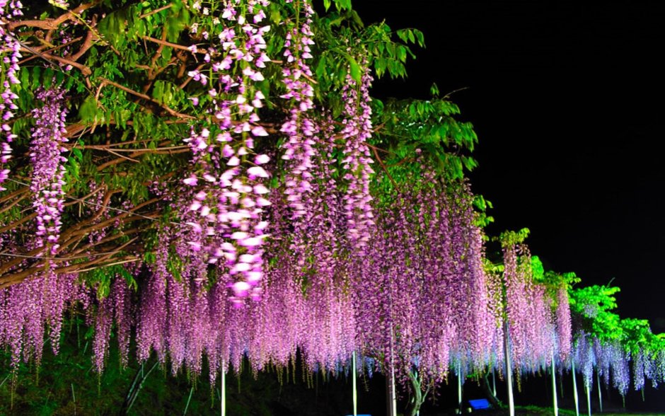 Глициния розовая Wisteria rosea