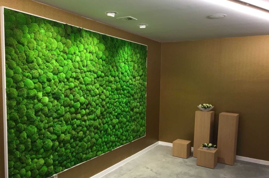 Зеленая стена из растений своими руками