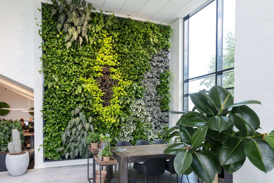 Зелёная стена из комнатных растений