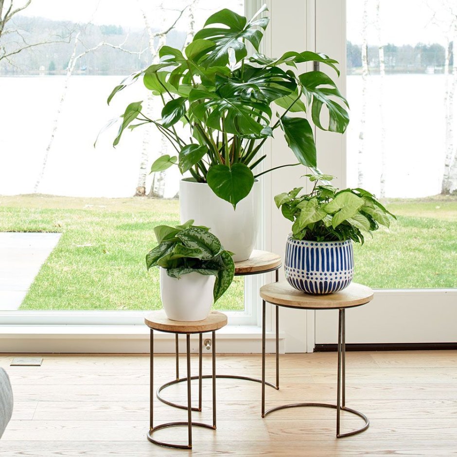 Mid Century houseplants