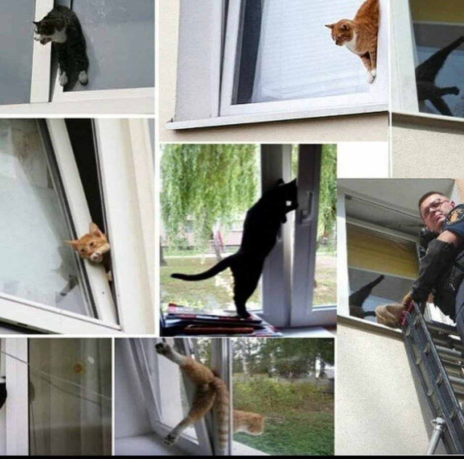 Вертикальное проветривание опасно для кошек