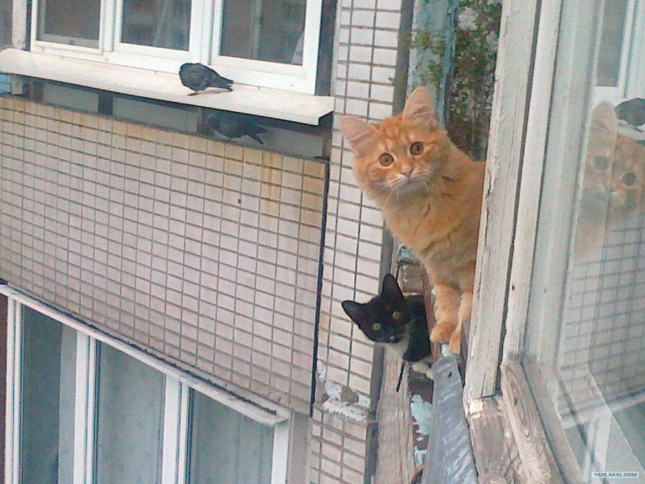 Кот из окна