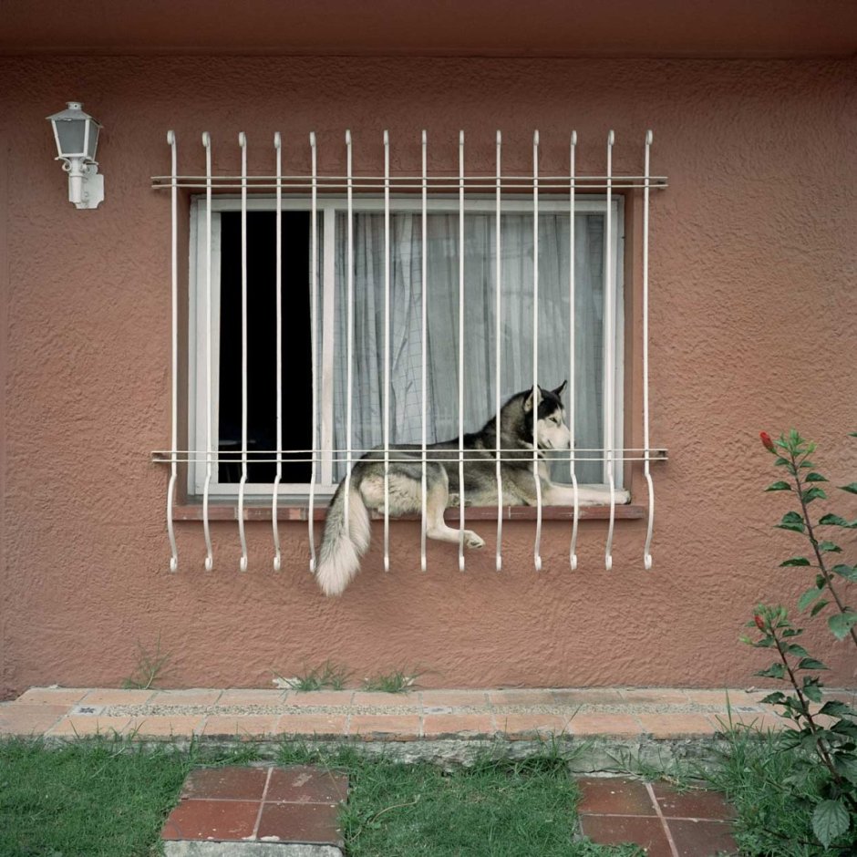 Решетки для балконов для собак