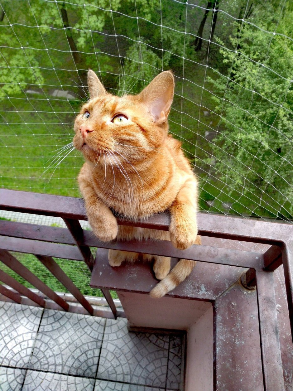 Сетка на балкон для кошек
