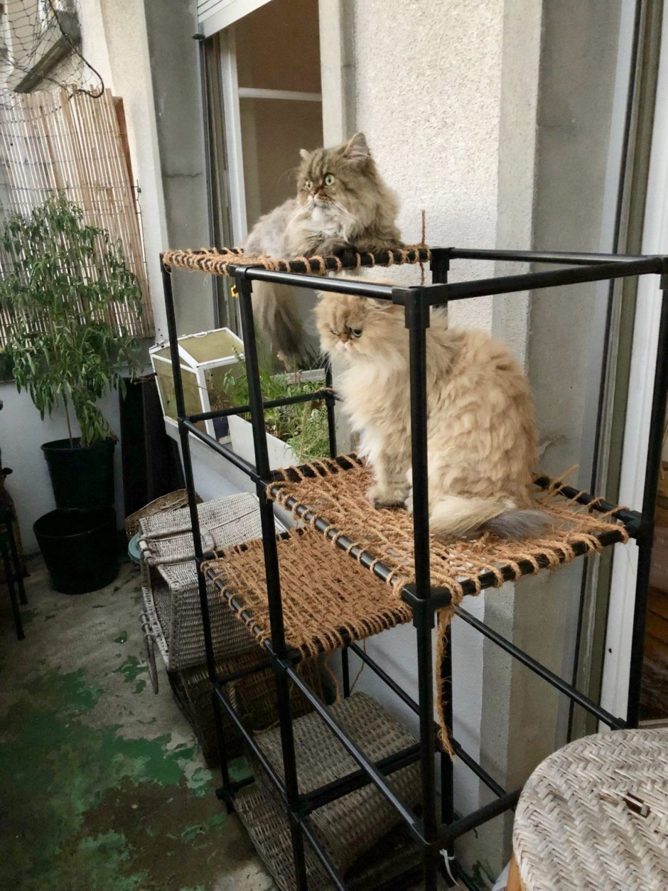 Балкон для животных