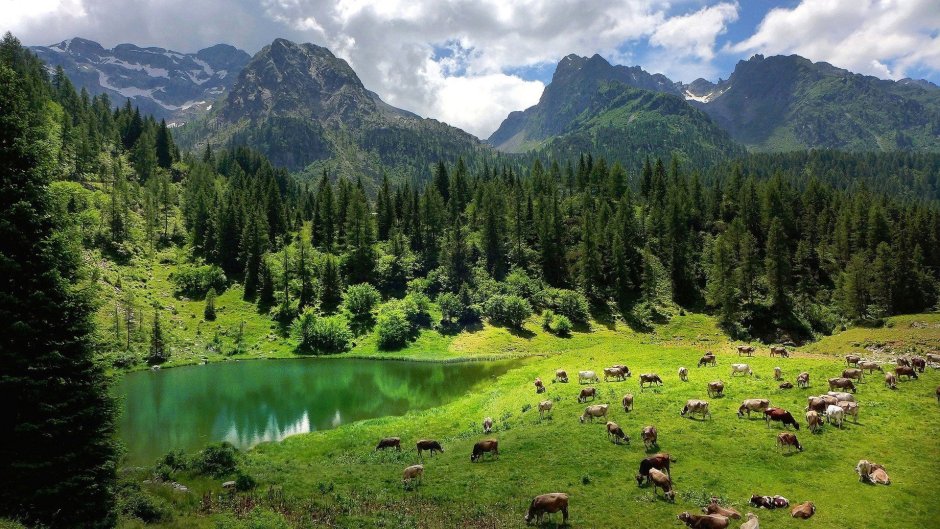 Швеция Альпийские Луга