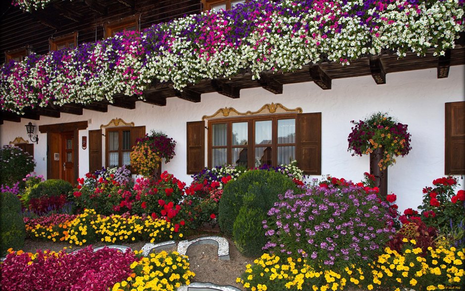 Ампельные петунии Озеленение Дубай