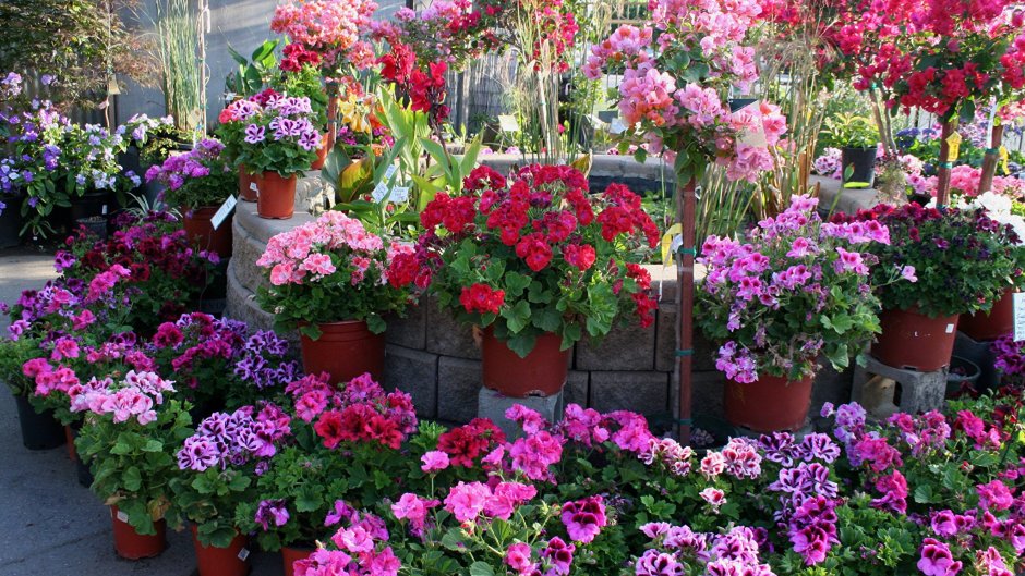 Пеларгония в кашпо