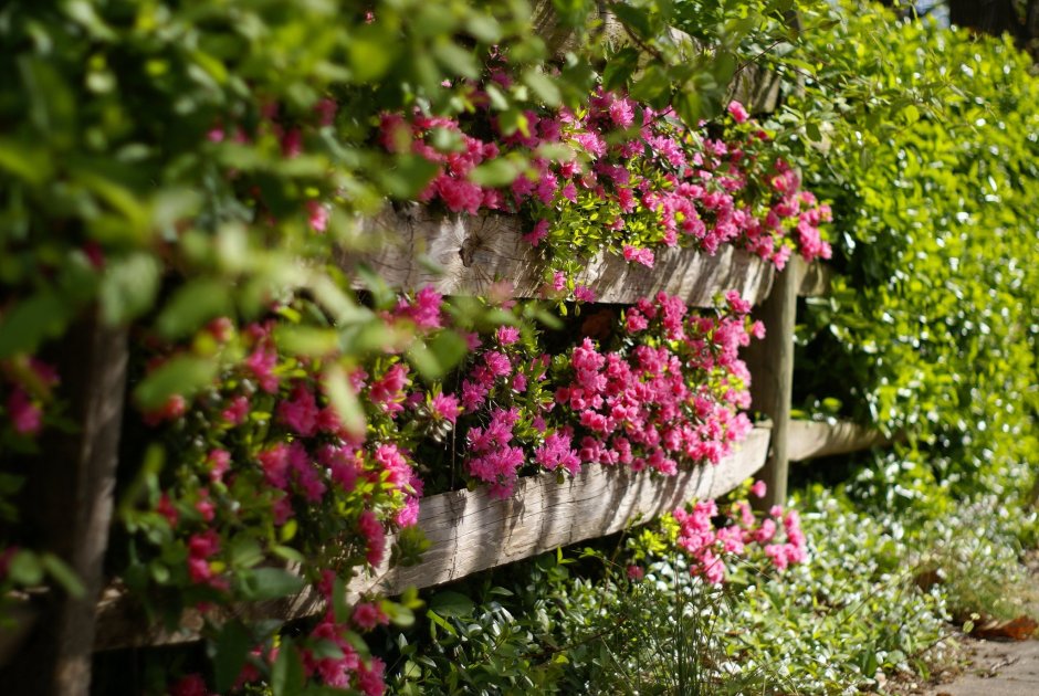 Изгородь с цветами