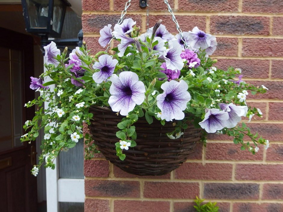 Сурфиния на балконе