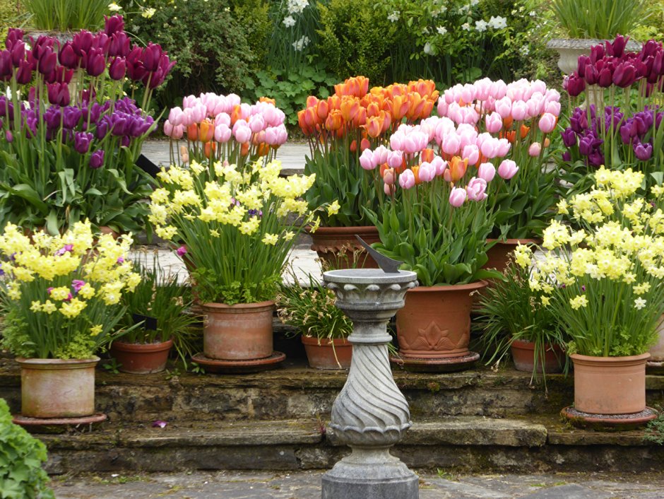 Луковичные растения однолетники