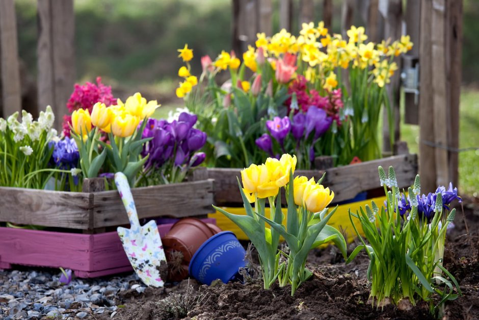 Тюльпаны нарциссы крокусы клумбы