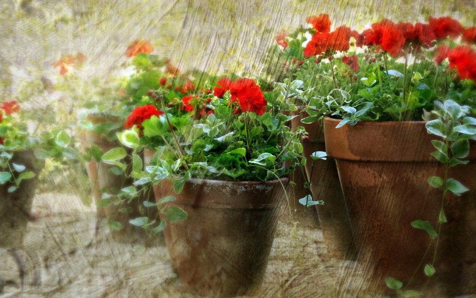 Цветы в горшках на природе