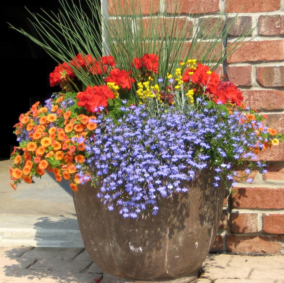 Лобелия гацания