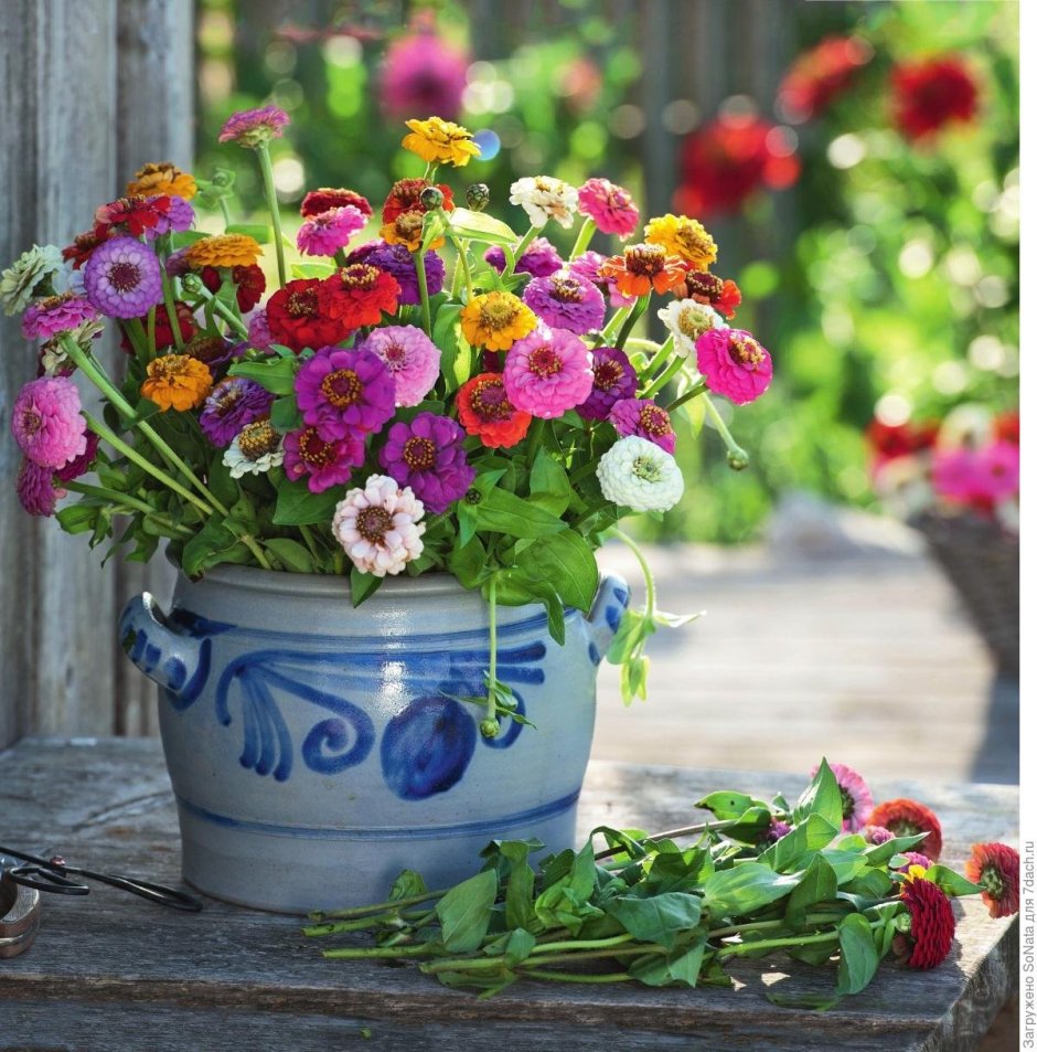 Циния в вазоне