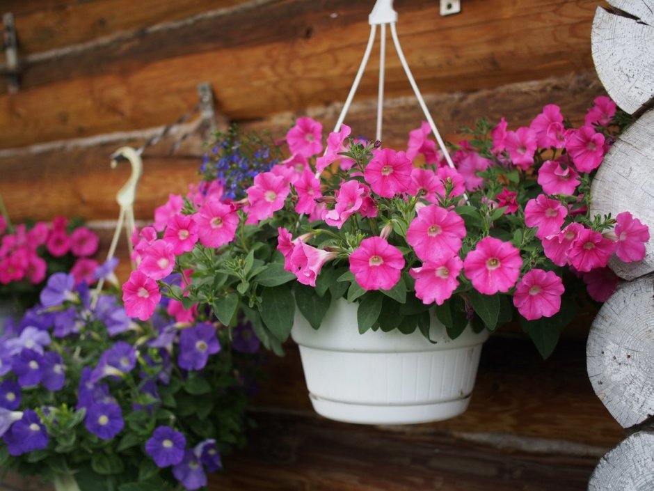Петуния ампельная зацветет