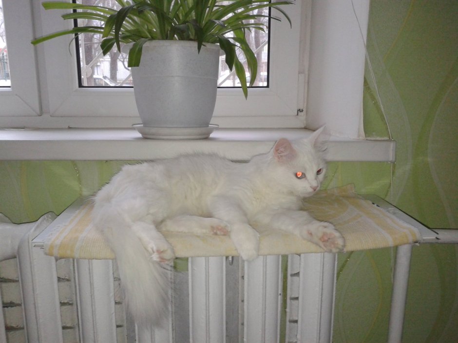 Полка на батарею для кошки