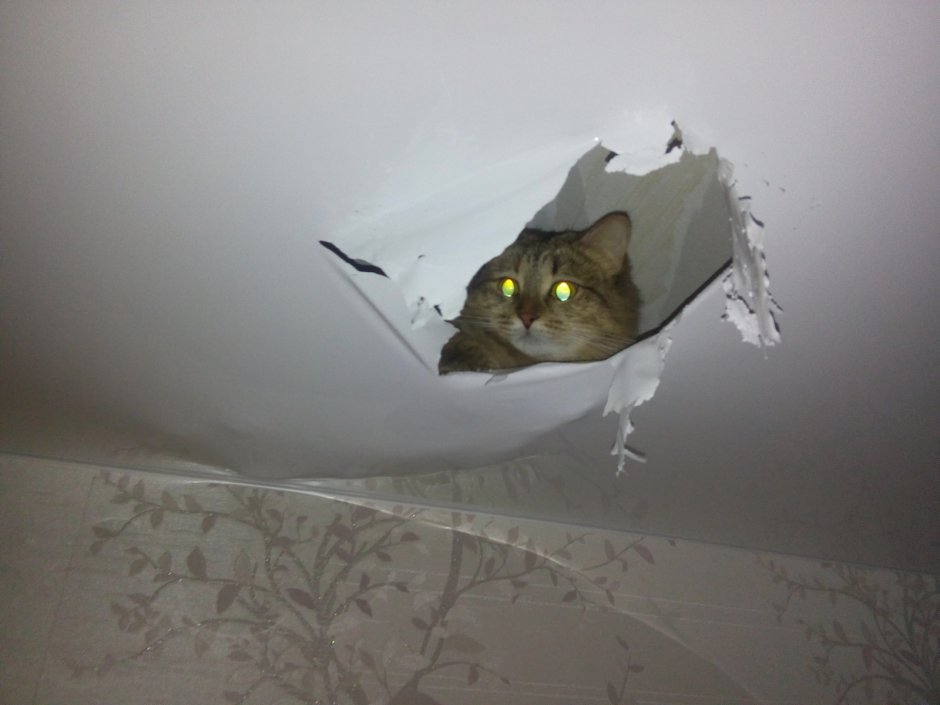 Кот в натяжном потолкк