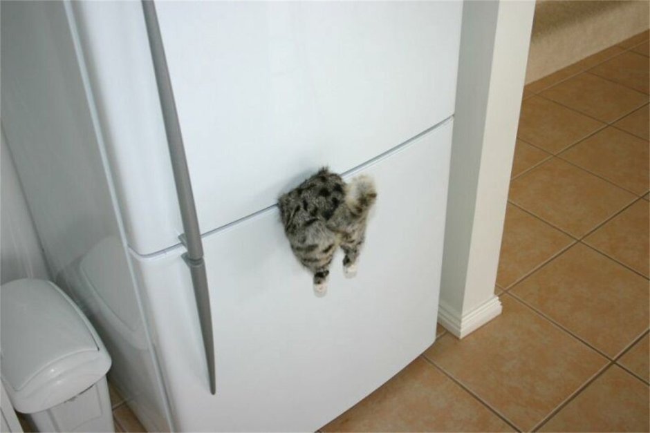 Магнит на холодильник застрявший кот
