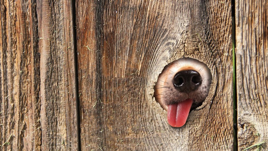 Дырки в заборе для собак